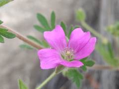 Geranium berteroanum