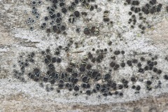 Lecanora circumborealis