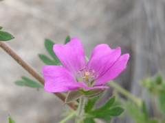 Geranium berteroanum