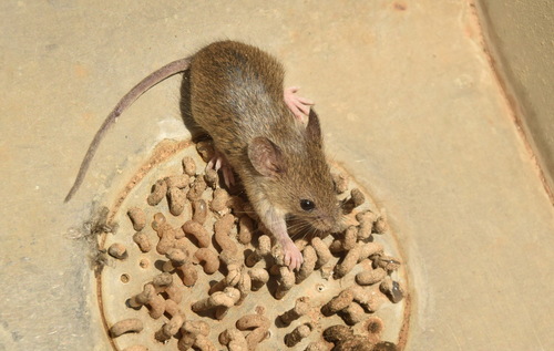 House Mouse