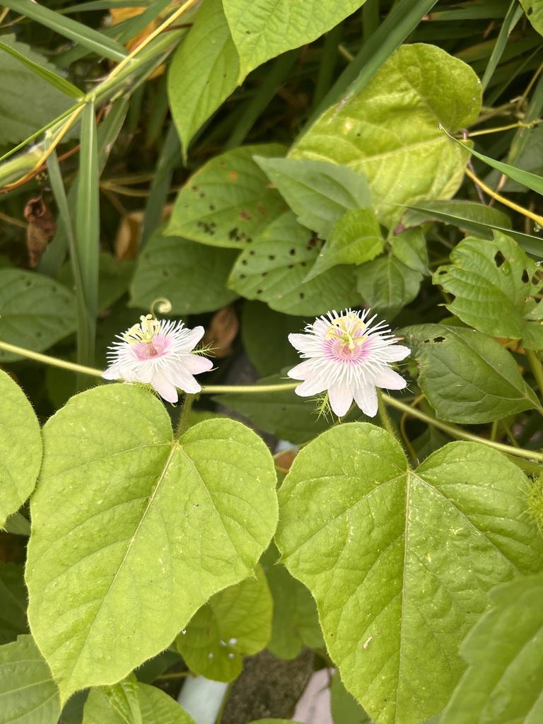 Passiflora vesicaria vesicaria from AH2, Phan, Chiang Rai, TH on July ...