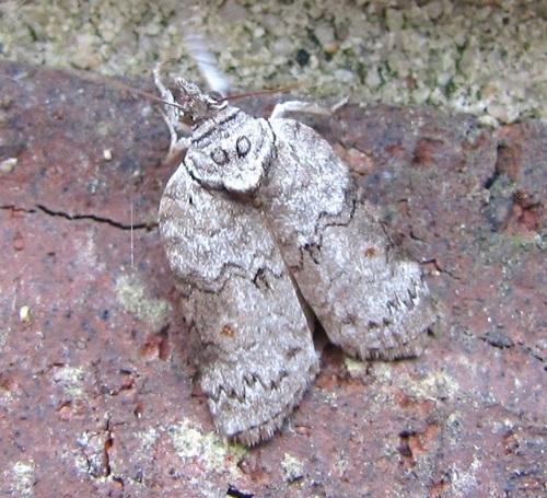 Forgotten Frigid Owlet photo 4