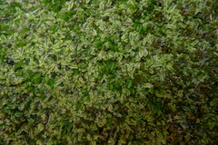 Hymenophyllum minimum