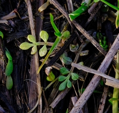 Limnanthes macounii