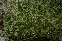 Hymenophyllum minimum