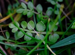 Limnanthes macounii