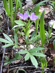 Cardamine quinquefolia