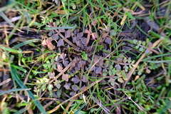 Limnanthes macounii