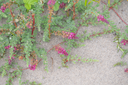 Myricaria rosea (Myricaria rosea)
