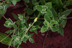 Osteospermum monocephalum image