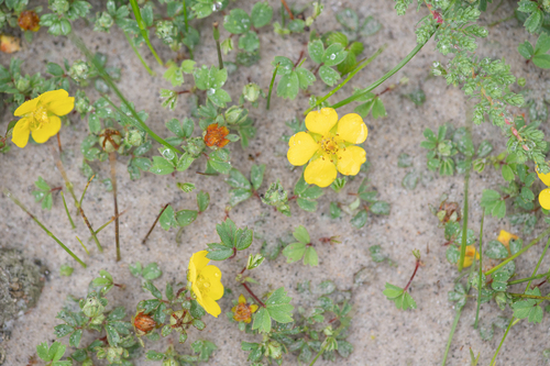 Sibbaldia cuneifolia, photograph 2