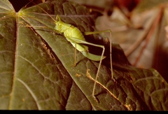 Leptophyes laticauda