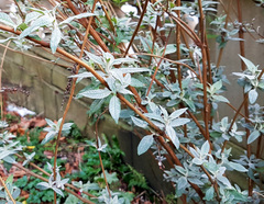 Buddleja davidii