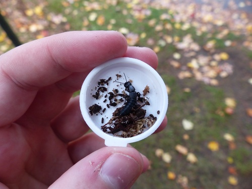 Ocypus nitens photo 3