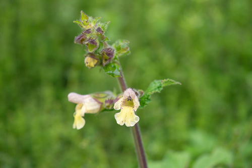 Salvia amplicalyx