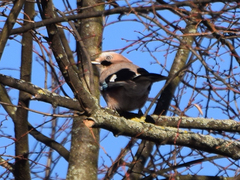 Garrulus glandarius