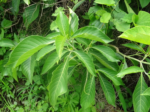 Image of Bravaisia integerrima by (c) Alexis López Hernández, some rights reserved (CC BY)