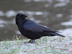 Corvus corone
