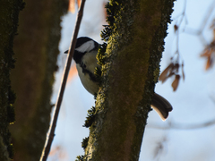 Parus major