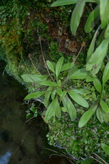 Plantago raoulii
