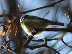 Cyanistes caeruleus