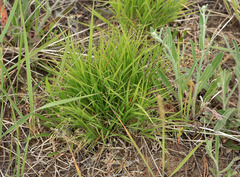 Cleistogenes squarrosa