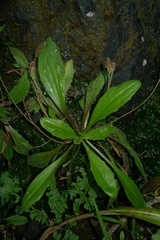 Plantago raoulii