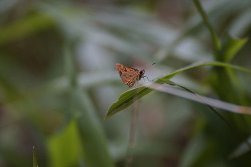 Photo of Dark Orange Dart (Ocybadistes ardea)