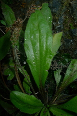 Plantago raoulii