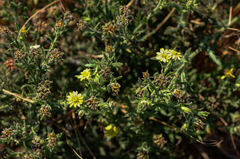 Image of Osteospermum muricatum