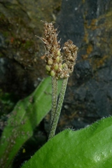Plantago raoulii