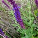 Violet Sage - Photo (c) Анна Митрошенкова, some rights reserved (CC BY), uploaded by Анна Митрошенкова