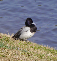 Aythya affinis