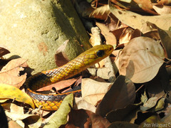 Chironius spixii