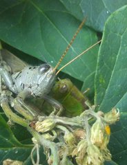 Melanoplus differentialis