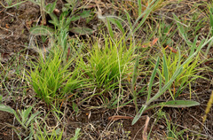 Cleistogenes squarrosa