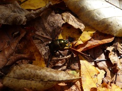 Geotrupes splendidus