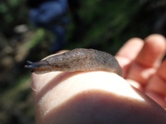 Hesperarion hemphilli