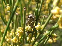 Ectinogonia buquetii