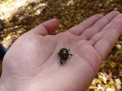 Geotrupes splendidus