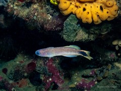 Blotched-Tailed Trachinops photo 2