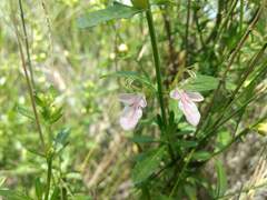Teucrium bicolor