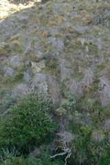 Phormium cookianum
