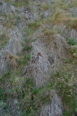 Phormium cookianum