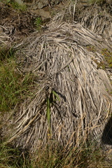 Phormium cookianum