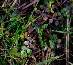 Limnanthes macounii