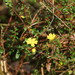 Hibbertia empetrifolia - Photo (c) Reiner Richter, algunos derechos reservados (CC BY-NC-SA), uploaded by Reiner Richter