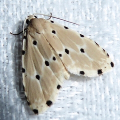 Metaemene satellita