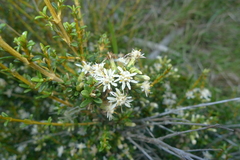 Olearia solandri