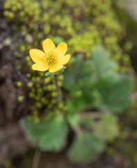 Anemonastrum trullifolium
